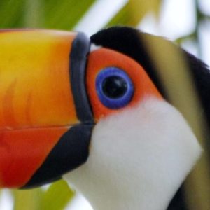 Avistaje de aves - Birdwatching