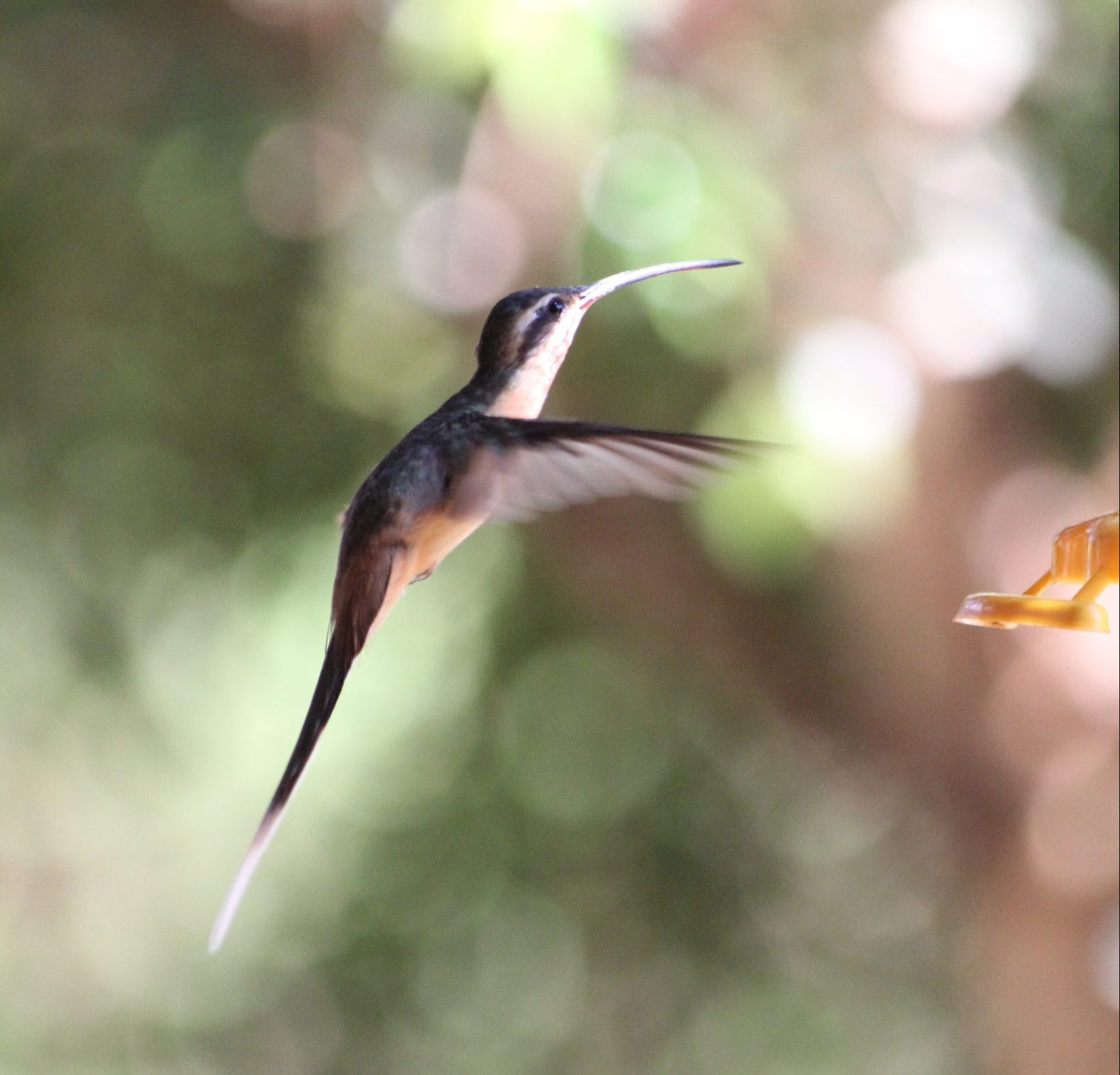 Jardín de los Picaflores, Hummingbirds garden